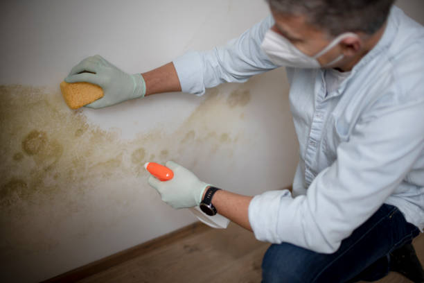 Best Industrial Mold Remediation in Highfill, AR