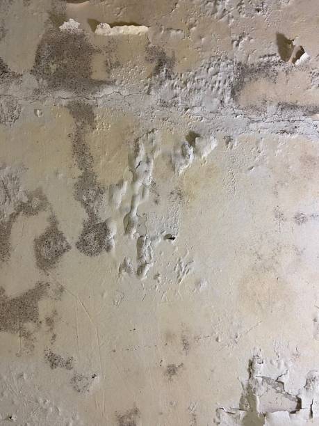 Best Health and Safety Mold Remediation in Highfill, AR